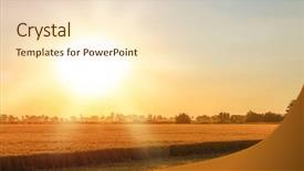  Presentation with wheat - PPT layouts consisting of winter barley - beautiful wheat field at sunset background and a lemonade colored foreground