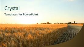  Presentation with summer wheat field blue - PPT layouts with winter barley - beautiful wheat field at sunset background and a sky blue colored foreground