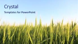  Presentation with summer wheat field blue - Slides having winter barley - beautiful wheat field with blue background and a  colored foreground