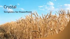  Presentation with winter blue - Beautiful slides featuring winter barley - beautiful wheat field with blue backdrop and a  colored foreground