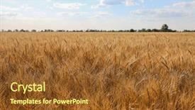  Presentation with sky blue - Slide deck consisting of winter barley - beautiful wheat field with blue background and a  colored foreground