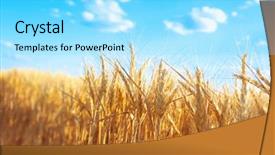  Presentation with sky blue - Slides featuring winter barley - beautiful wheat field with blue background and a arctic colored foreground