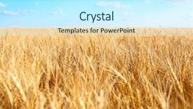  Presentation with blue sky - Beautiful PPT theme featuring winter barley - beautiful wheat field with blue backdrop and a  colored foreground