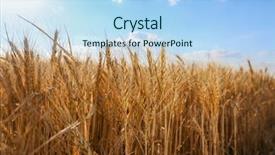  Presentation with blue sky - Colorful theme enhanced with winter barley - beautiful wheat field with blue backdrop and a  colored foreground