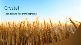  Presentation with sky blue - Beautiful theme featuring winter barley - beautiful wheat field with blue backdrop and a arctic colored foreground
