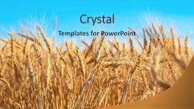  Presentation with summer wheat field blue - Theme having winter barley - beautiful wheat field with blue background and a  colored foreground