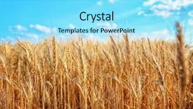  Presentation with sky blue - Presentation with winter barley - beautiful wheat field with blue background and a  colored foreground