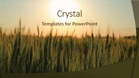  Presentation with summer wheat field blue - Beautiful theme featuring winter barley - beautiful wheat field with sky backdrop and a lemonade colored foreground