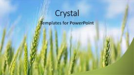  Presentation with wheat - Colorful slides enhanced with winter barley - closeup view of wheat field backdrop and a light blue colored foreground