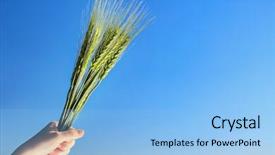  Presentation with trophy award hand holding - Cool new slide deck with winter barley - female hand holding bunch backdrop and a light blue colored foreground