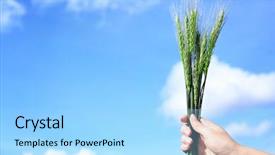  Presentation with blue green - Presentation design featuring winter barley - female hand holding wisp background and a light blue colored foreground