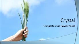  Presentation with wheat in hand - Slide deck consisting of winter barley - female hand holding wisp background and a light blue colored foreground
