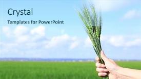  Presentation with wheat in hand - Presentation theme having winter barley - hand of woman holding wisp background and a sky blue colored foreground