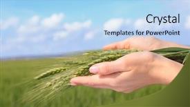  Presentation with hands holding be brave word - Presentation consisting of winter barley - hands of woman holding wisp background and a light blue colored foreground