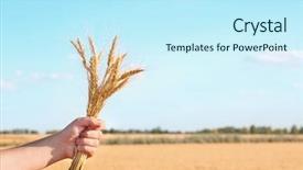  Presentation with blue sky - Amazing slide deck having winter barley - man holding bunch of spikelets backdrop and a cool aqua colored foreground