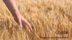 Presentation with summer wheat field blue - Slides enhanced with winter barley - man touching wheat spikelets background and a  colored foreground