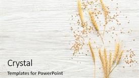 Presentation with cereal grains - Slide deck featuring winter barley - ripe cereal grains and spikelets background and a white colored foreground