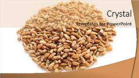  Presentation with cereal grains - PPT theme enhanced with winter barley - ripe cereal grains on white background and a  colored foreground