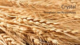  Presentation with wheat - Amazing slide set having winter barley - ripe wheat spikelets closeup backdrop and a yellow colored foreground