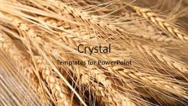  Presentation with wheat - Audience pleasing slide set consisting of winter barley - ripe wheat spikelets closeup backdrop and a yellow colored foreground