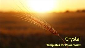  Presentation with summer wheat field blue - PPT theme enhanced with winter barley - spikelet in wheat field background and a  colored foreground