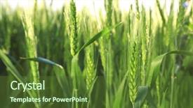  Presentation with summer wheat field blue - Amazing slide set having winter barley - spikelets on wheat field closeup backdrop and a tawny brown colored foreground