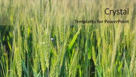  Presentation with summer wheat field blue - Slide deck having winter barley - spikelets on wheat field closeup background and a yellow colored foreground