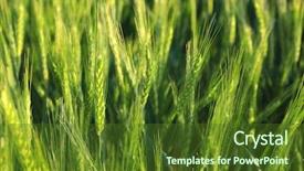  Presentation with wheat - PPT theme with winter barley - spikelets on wheat field closeup background and a tawny brown colored foreground