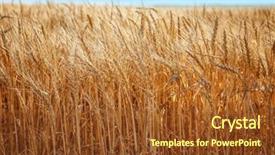  Presentation with wheat - Amazing presentation having winter barley - spikelets on wheat field closeup backdrop and a  colored foreground