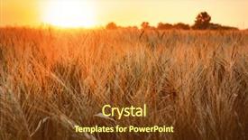  Presentation with summer wheat field blue - Slide deck consisting of winter barley - spikelets on wheat field background and a tawny brown colored foreground