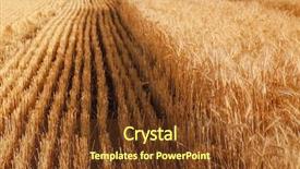  Presentation with wheat - Beautiful theme featuring winter barley - view of beautiful wheat field backdrop and a tawny brown colored foreground