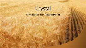  Presentation with summer wheat field blue - Theme consisting of winter barley - view of beautiful wheat field background and a yellow colored foreground