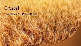  Presentation with amsterdam historical beautiful view - Slides enhanced with winter barley - view of beautiful wheat field background and a yellow colored foreground