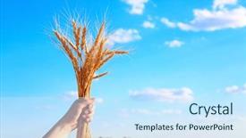 Presentation with blue sky - Slides with winter barley - woman holding bunch of spikelets background and a sky blue colored foreground