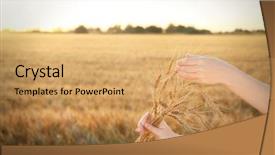  Presentation with baseball field of dreams - PPT theme having winter barley - woman holding bunch of spikelets background and a yellow colored foreground