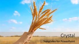  Presentation with blue sky - Amazing theme having winter barley - woman holding bunch of spikelets backdrop and a coral colored foreground
