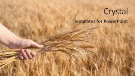 Presentation with bunch - PPT layouts consisting of winter barley - woman holding bunch of spikelets background and a coral colored foreground