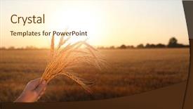  Presentation with field - Slides consisting of winter barley - woman holding spikelets in field background and a cream colored foreground