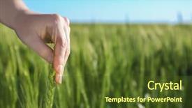  Presentation with wheat - Audience pleasing PPT theme consisting of winter barley - woman touching wheat spikelet backdrop and a tawny brown colored foreground