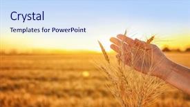  Presentation with summer wheat field blue - Theme enhanced with winter barley - woman touching wheat spikelets background and a sky blue colored foreground