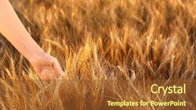  Presentation with wheat - Amazing slides having winter barley - woman touching wheat spikelets backdrop and a tawny brown colored foreground