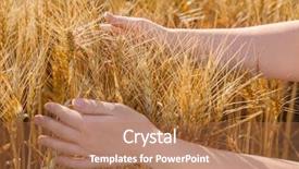  Presentation with summer wheat field blue - Amazing PPT layouts having winter barley - woman touching wheat spikelets backdrop and a coral colored foreground