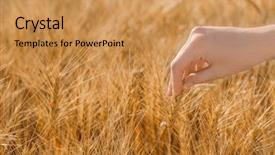  Presentation with summer wheat field blue - Slide deck consisting of winter barley - woman touching wheat spikelets background and a yellow colored foreground