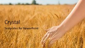  Presentation with wheat - Colorful presentation theme enhanced with winter barley - woman touching wheat spikelets backdrop and a gold colored foreground