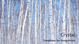  Presentation with birch bark - Cool new presentation theme with winter birch tree forest backdrop and a light blue colored foreground