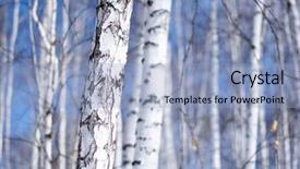  Presentation with birch bark - Amazing slides having winter birch tree forest backdrop and a light blue colored foreground