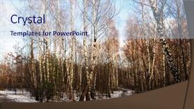  Presentation with woods - PPT layouts featuring winter birch woods alley background and a sky blue colored foreground