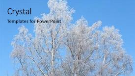  Presentation with winter blue - PPT theme featuring winter birches branches in snow background and a  colored foreground