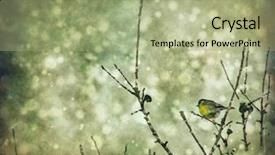  Presentation with aging - Theme enhanced with winter bird - aging photography postcard background and a mint green colored foreground