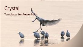  Presentation with waterland - PPT theme featuring winter bird - black-faced spoonbill in waterland background and a  colored foreground